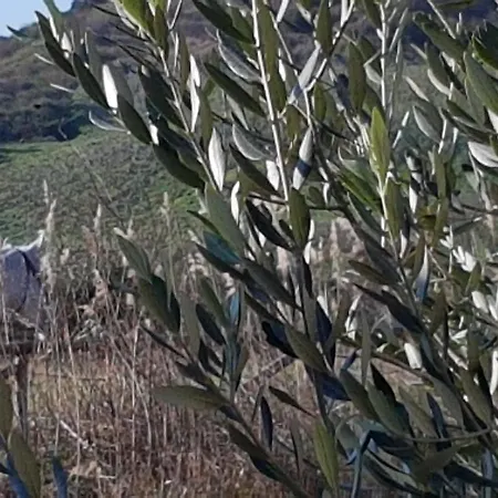 Molino Della Tuoma *